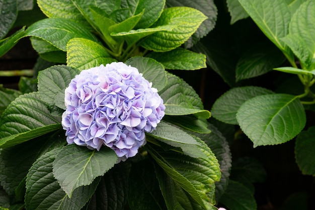 Zdjęcie piękna niebieska hortensja lub kwiat hortensji (hydrangea macrophylla)