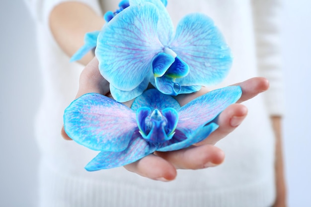 Piękna niebieska orchidea w rękach kobiety z bliska