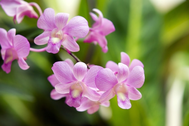 Piękna orchidea na zielonym tle