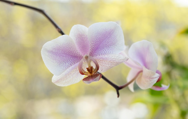 Piękna orchidea phalaenopsis kwiat kwitnąca roślina domowa makro