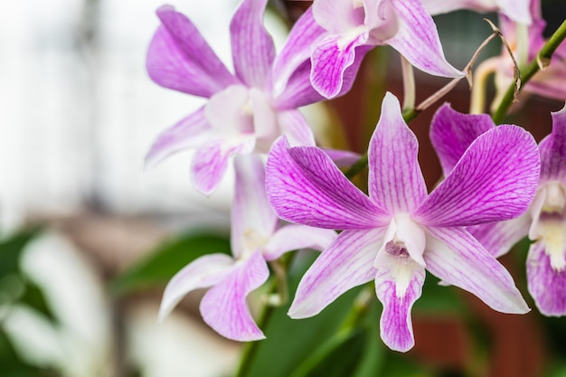 Piękna orchidea w ogrodzie.
