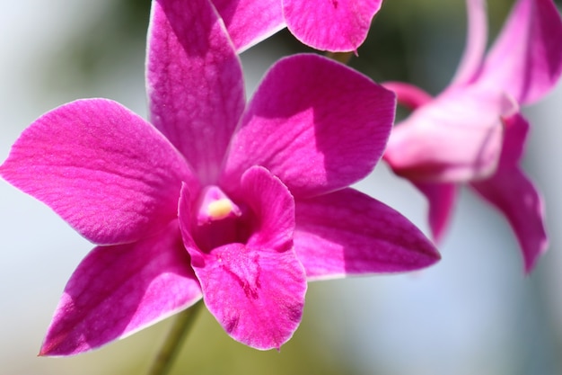 Piękna orchidea w tropikalnym