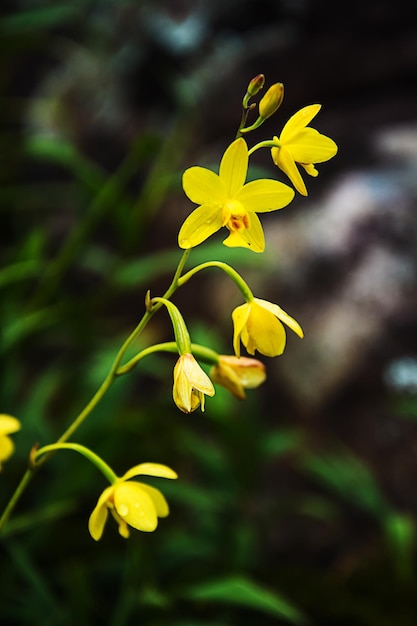 Piękna orchidea Żółta orchidea Spathoglottis w lesie