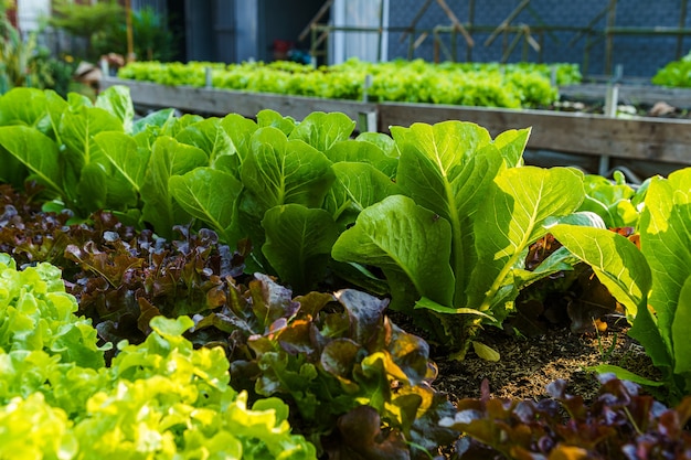 Piękna organiczna mini sałata Cos, zielona i czerwona sałata dębowa lub ogród warzywny Sałatka na glebie, uprawa rolnicza.