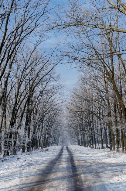 Piękna ośnieżona droga. Wysokie piękne drzewa w śniegu i mrozie