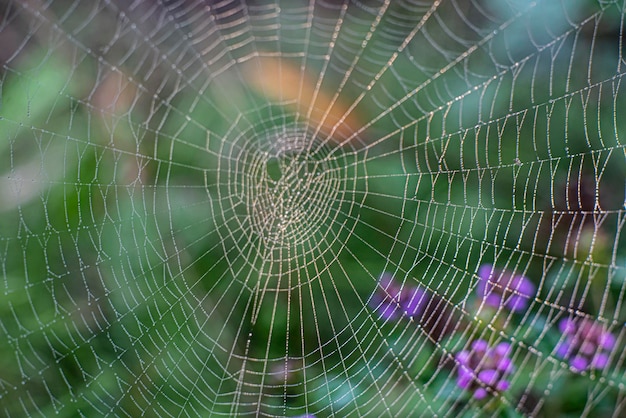 Piękna pajęczyna makro fotografia tło natura