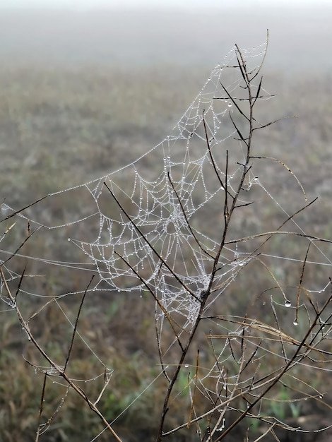 Piękna pajęczyna z kroplami deszczu na roślinie w polu Pogoda z mgłą