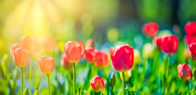 Piękna panorama bukietu słonecznych czerwonych tulipanów w wiosennej przyrodzie do projektowania kart i banerów internetowych