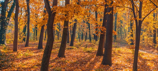 Piękna panorama lasu jesienią. Żywy krajobraz w kolorowych jesiennych liściach z promieniami słońca