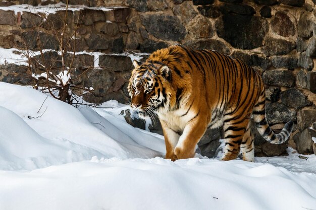 Piękna Panthera Tigris Na Zaśnieżonej Drodze