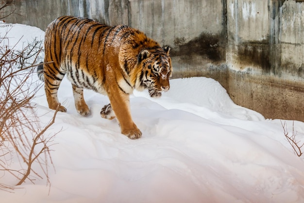 Piękna Panthera Tigris Na Zaśnieżonej Drodze