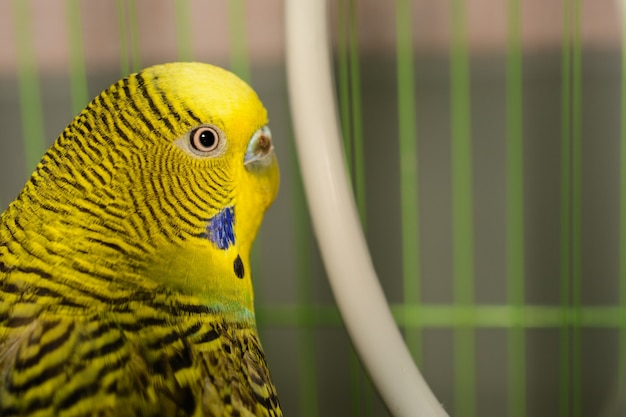 Piękna Papuga Falista Jest Jasnozielona. Zielony, żółty I Niebieski Budgie Australijska Papuga Siedzi W Klatce. ładny Budgie Zbliżenie I Kopia Przestrzeń.