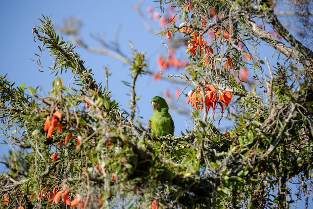 Piękna papuga na drzewie żeruje zimą w Brazylii