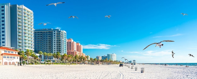 Piękna plaża Clearwater z białym piaskiem na Florydzie w USA z mewami