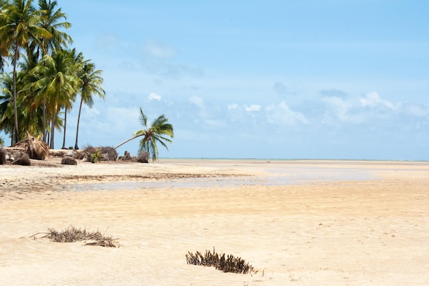 Piękna plaża w północno-wschodniej Brazylii. Plaża Pontal podczas odpływu, stan Alagoas.