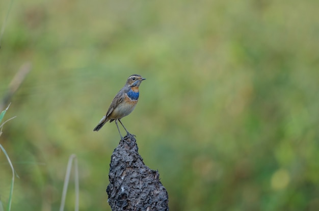 Piękna podróżniczka (Luscinia svecica)