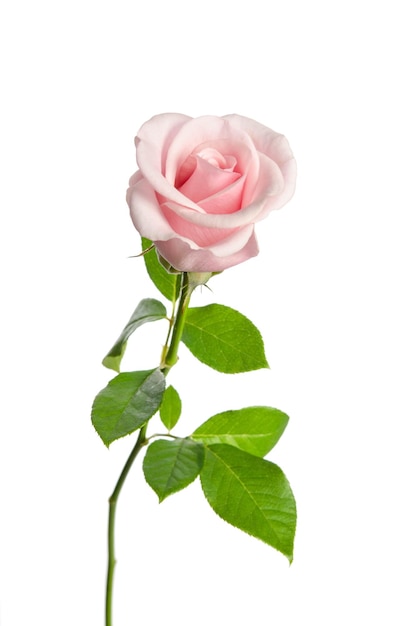 Piękna pojedyncza różowa róża na białym tle