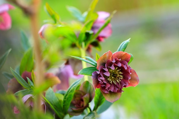 Piękna polana Hellebore