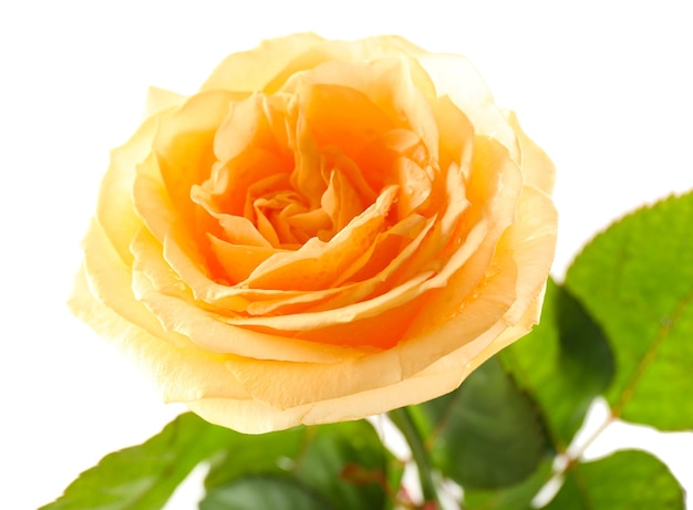 Piękna pomarańczowa róża na białym tle