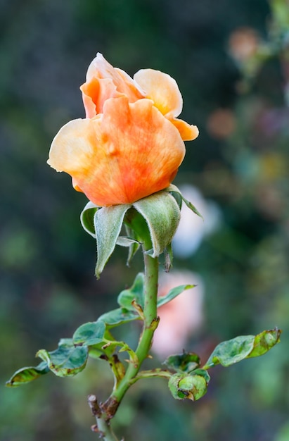 Piękna, Pomarańczowa Róża Zbliżenie, Makro