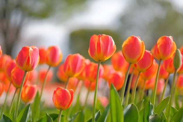 piękna pomarańczowa Tulipan kwitnie kwitnienie w ogródzie