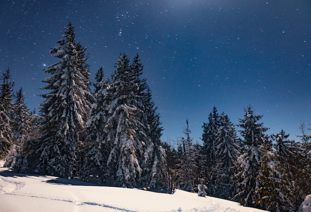 Piękna Przyroda Gwiaździste Niebo Ze śnieżną Jodłą