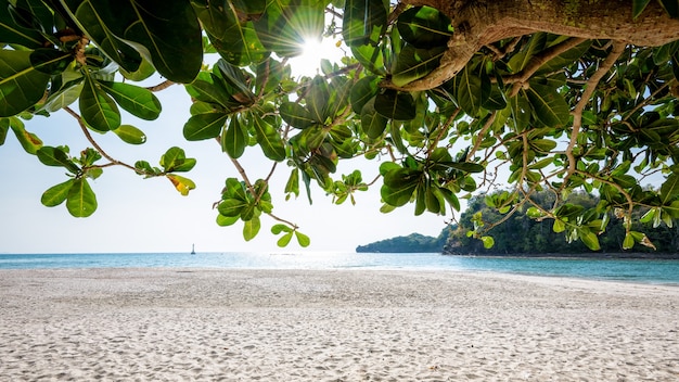 Piękna przyroda krajobraz plaża i morze w słońcu latem, drzewo z dużymi zielonymi liśćmi Terminalia catappa w Koh Tarutao, Park Narodowy Tarutao, Satun, Tajlandia