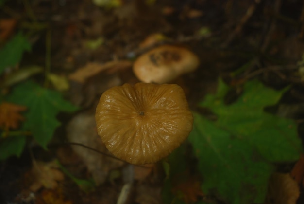 Piękna przyroda lasu, rosnące grzyby