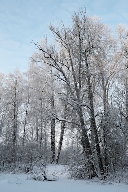 Piękna przyroda północy, naturalny krajobraz z dużymi drzewami w mroźną zimę