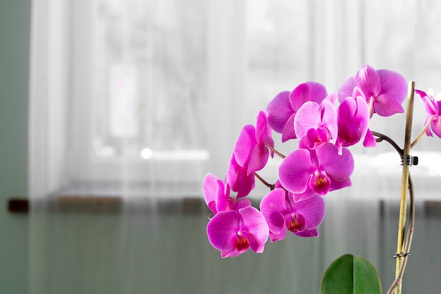 Piękna purpurowa orchidea kwitnie na gałęziastym obwieszeniu w powietrzu