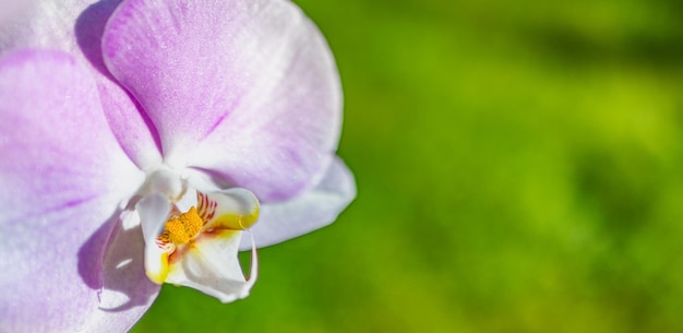 Piękna purpurowa orchidea phalaenopsis. Koncepcja natury dla projektu. Miejsce na Twój tekst, skopiuj miejsce