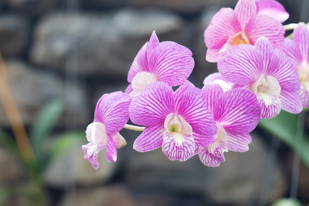 Piękna Purpurowa Orchidea Z Zakończeniem Up Strzelał