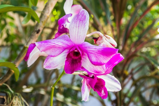 Piękna Purpurowa Orchidea