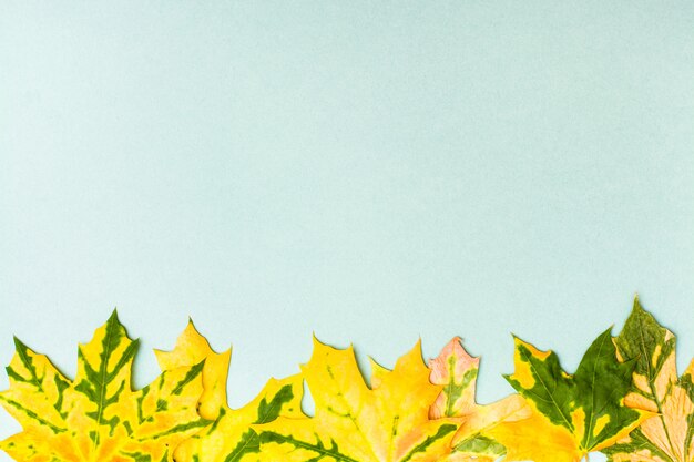 Zdjęcie piękna rama żółto-zielonych opadłych liści klonu na tekturowym tle.