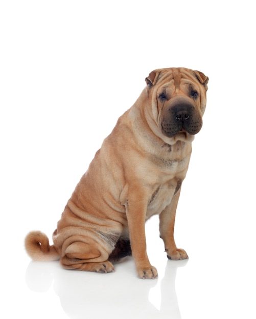 Piękna rasa psów Shar Pei