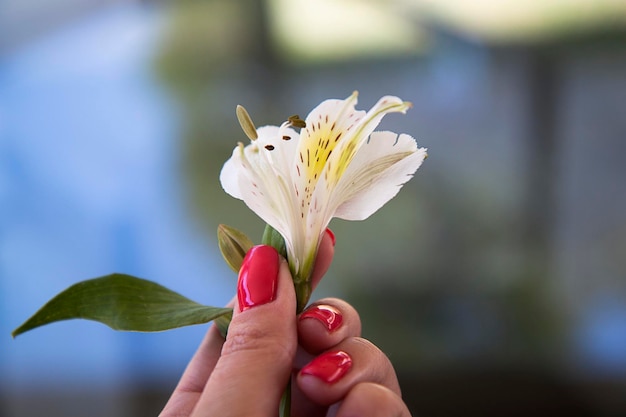 piękna ręka z kwiatem do manicure