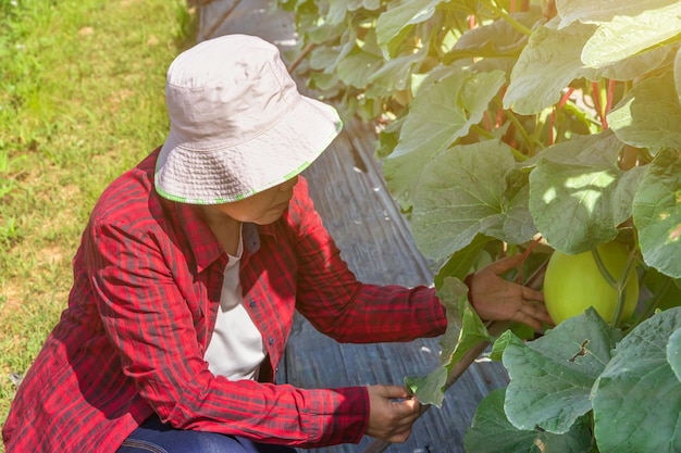 Piękna rolniczka sprawdzająca jakość organicznego melona uprawianego w systemie ogrodowym Owoce melona i rośliny melona w ogrodzie warzywnym