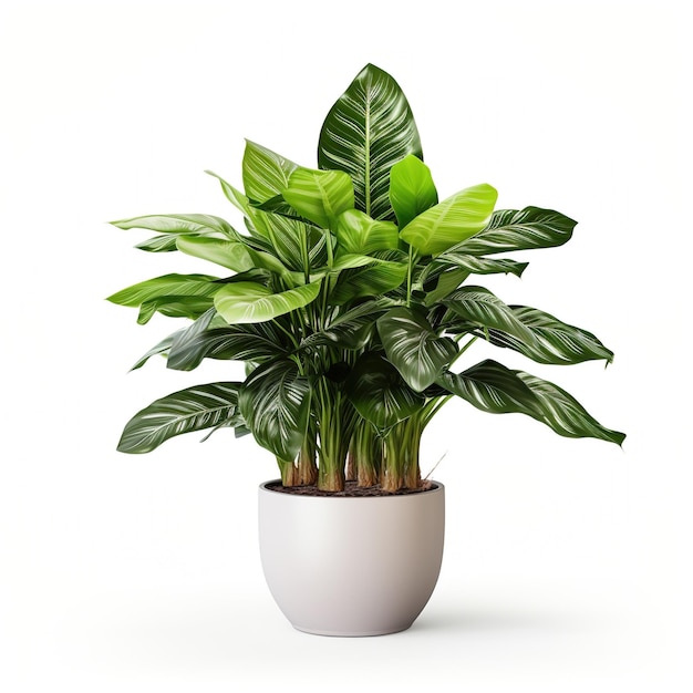 Piękna roślina Calathea w białym garnku