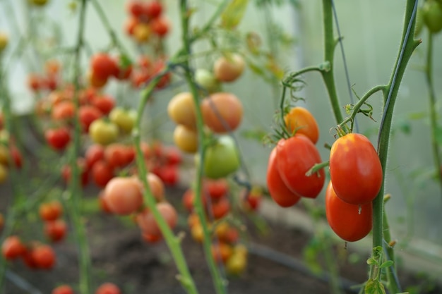 Piękna roślina pomidora na gałęzi w zielonym domu na pierwszym planie płytkie pole działki kopia przestrzeń organiczne pomidory