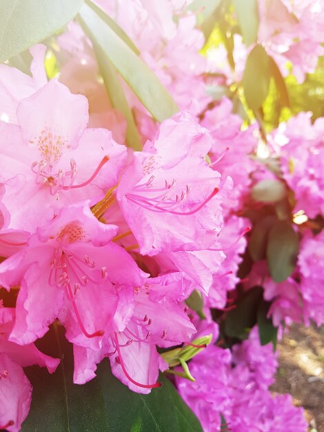 Piękna roślina rododendronów o pachnących kwiatach w wiosennym parku.