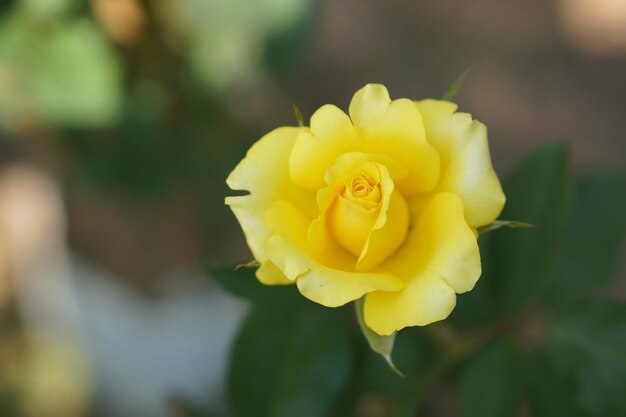 Piękna róża kwitnąca w słońcu