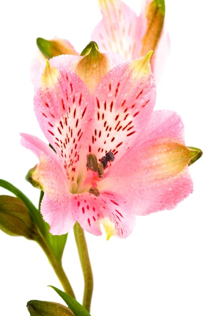 Piękna różowa alstroemeria