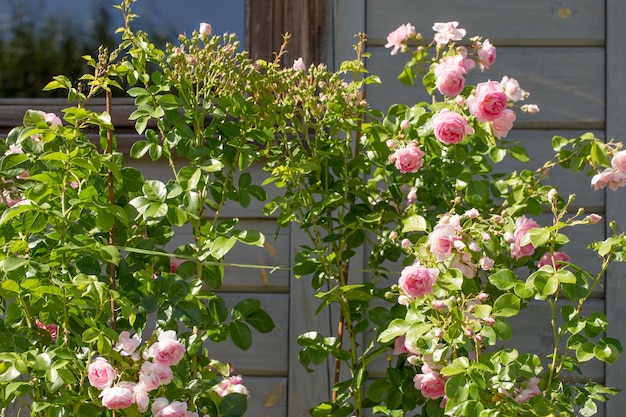 Piękna różowa nostalgiczna róża w ogrodzie Różowa mieszanka LargeFlowered Climber Pnąca różowa róża Jasmina
