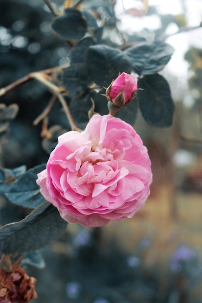 Piękna różowa róża i pąk róży na niebieskim tle
