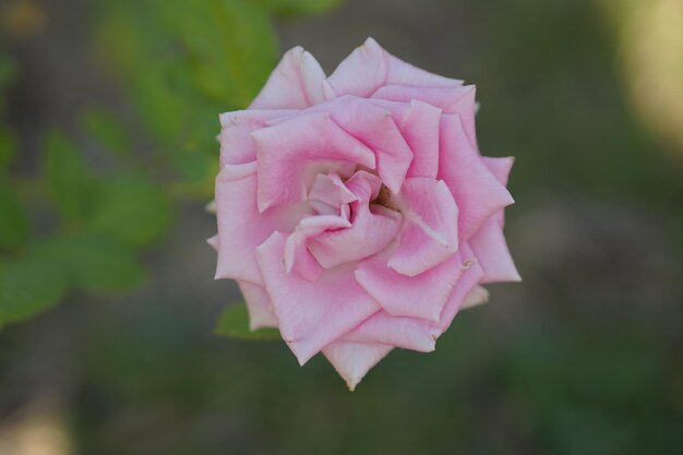 Zdjęcie piękna różowa róża na drzewie podaruj swojemu kochankowi walentynki