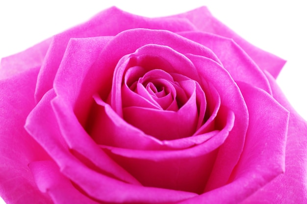 Piękna różowa róża z bliska