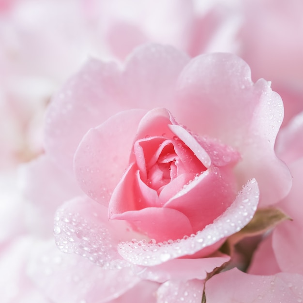 Piękna różowa róża z kroplami wody może być używana jako romantyczny styl tła miękkiego ostrości