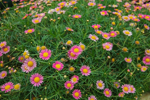 Zdjęcie piękna różowa stokrotka bellis perennis w ogrodzie