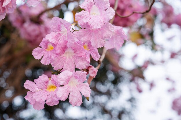 Piękna różowa trąbka roślina w ogrodzie na niewyraźnym tle bokeh