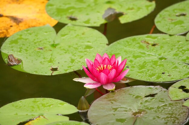 Piękna różowa woda Lilly